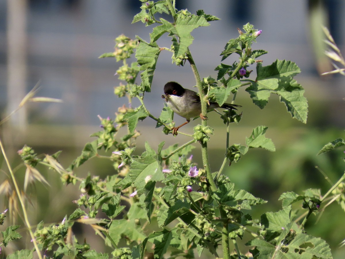 Sardinian Warbler - ML647638059