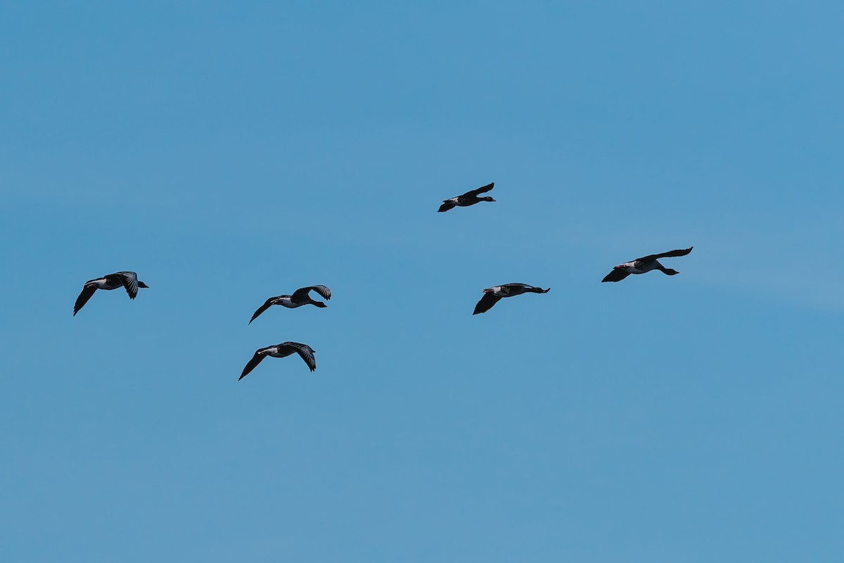 Oie cendrée - ML647638060