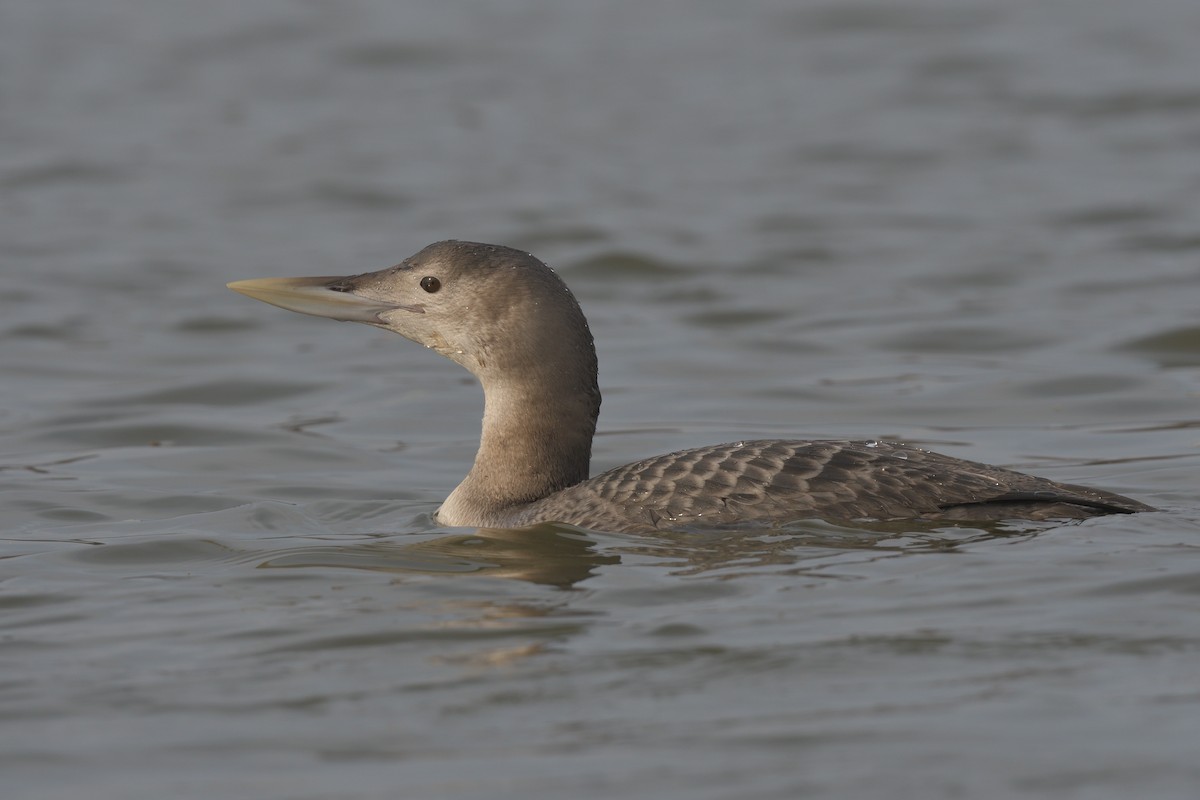 白嘴潛鳥 - ML647638061