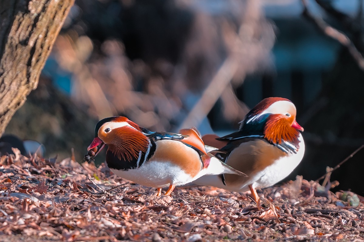 Mandarin Duck - ML647638085