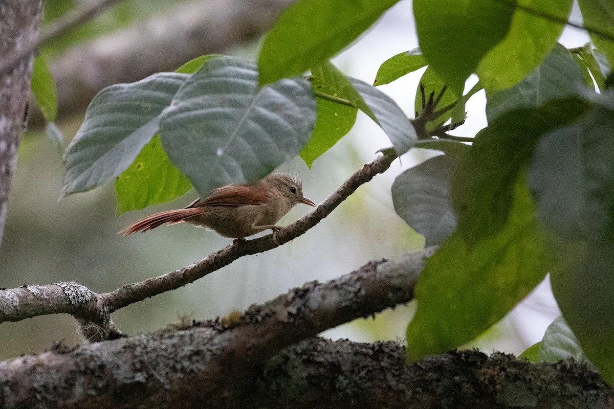 Crested Spinetail - ML647638090