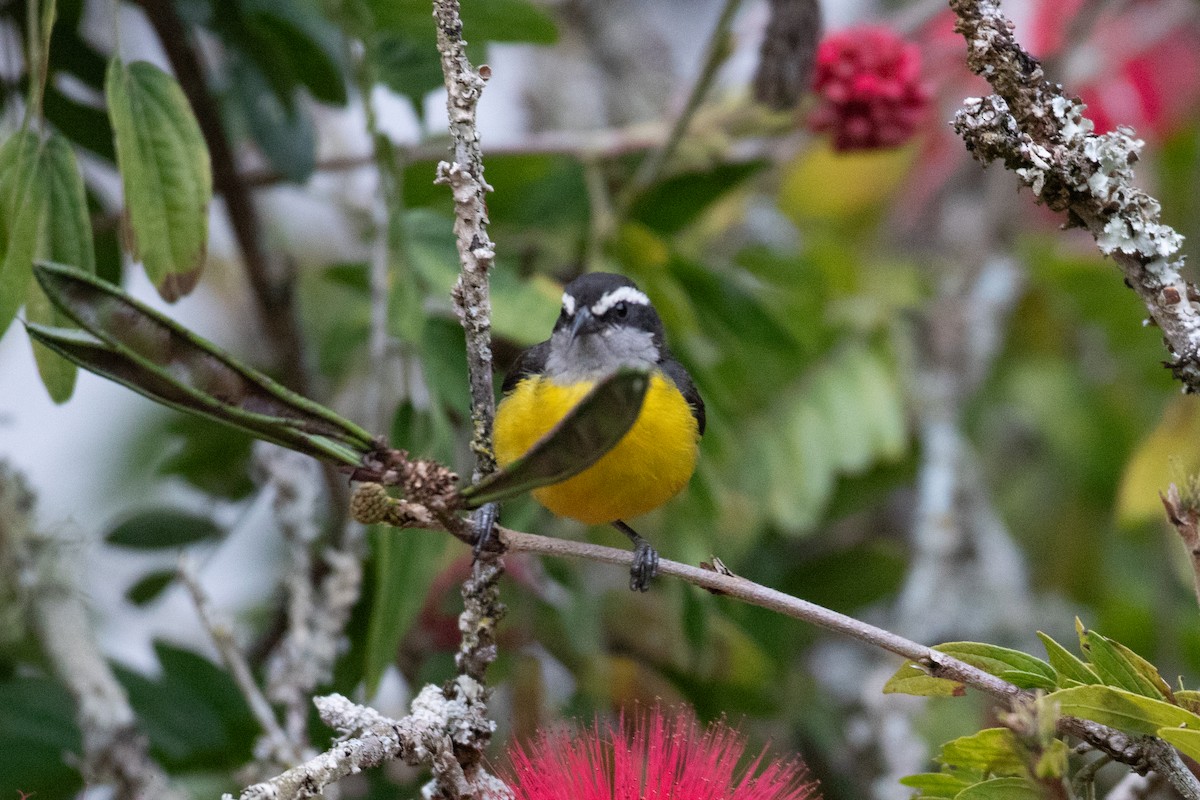 Bananaquit - ML647638103