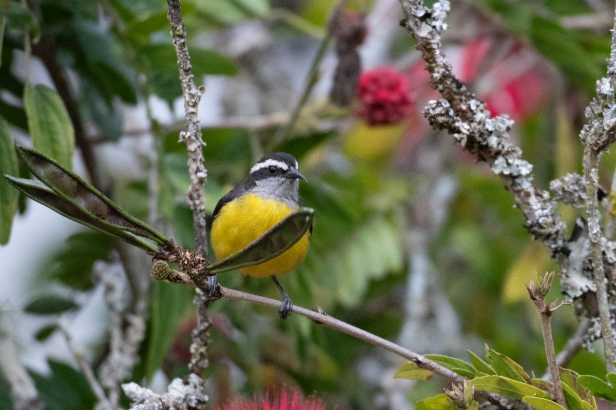 Bananaquit - ML647638104