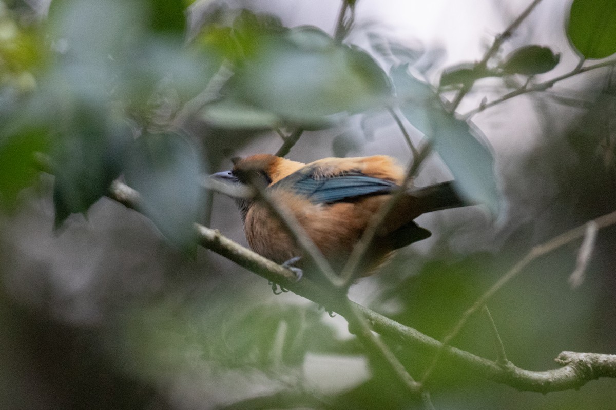 Burnished-buff Tanager - ML647638110