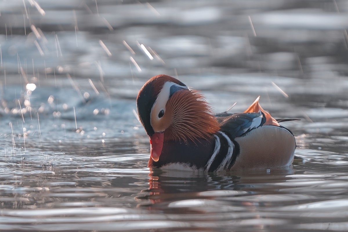 Mandarin Duck - ML647638114