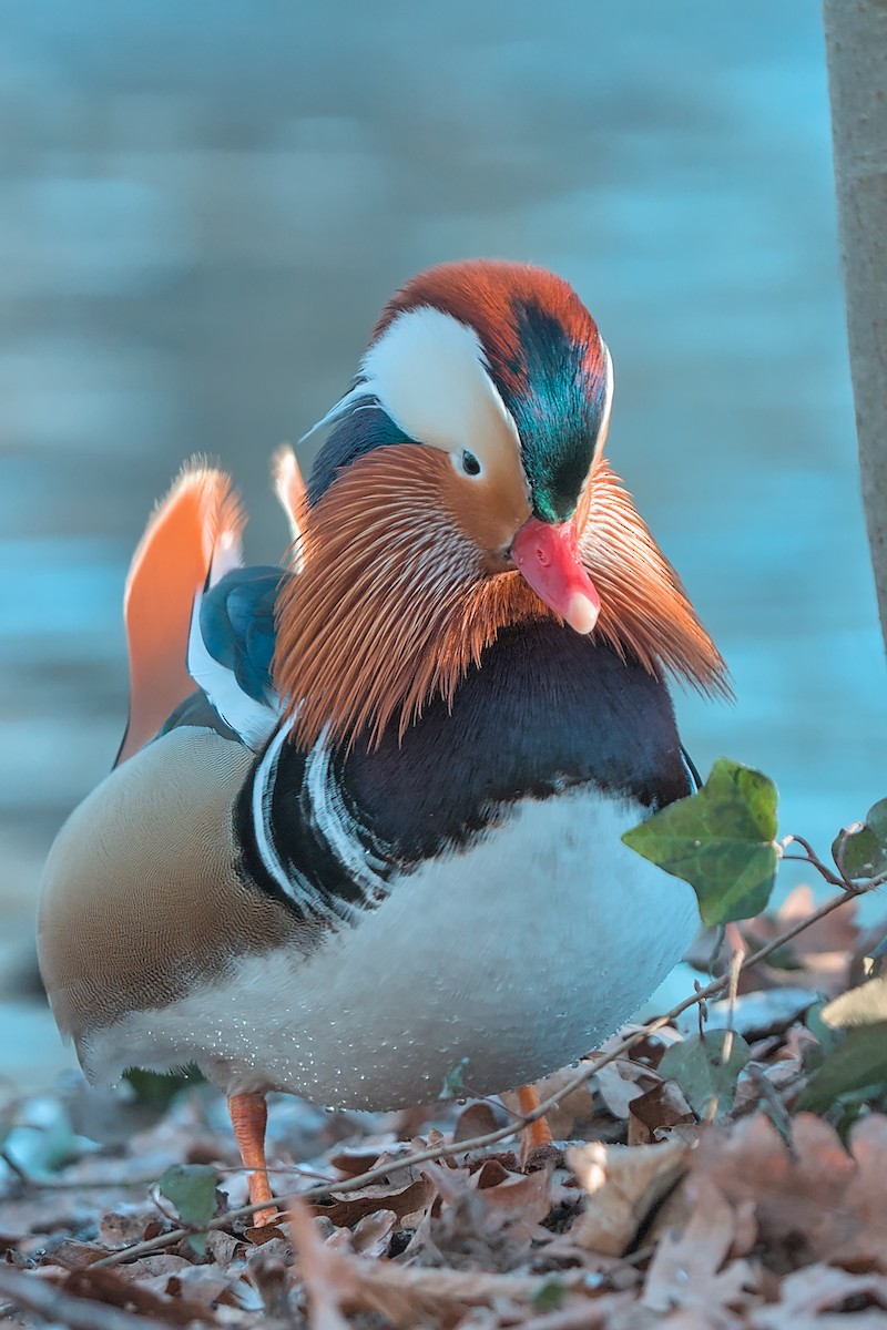 Mandarin Duck - ML647638115