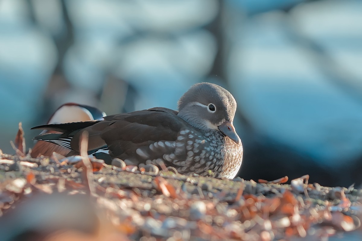 Mandarin Duck - ML647638116