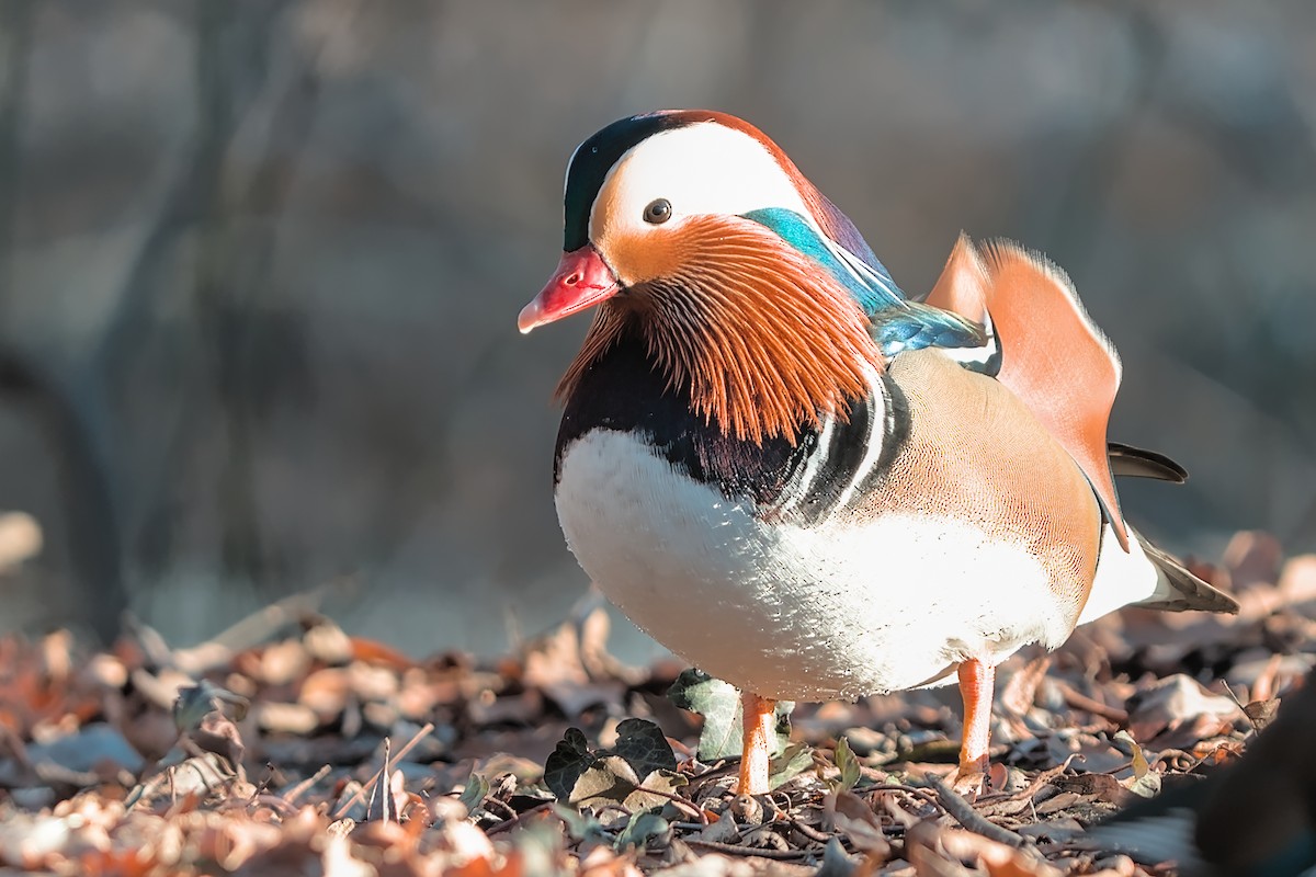 Mandarin Duck - ML647638117