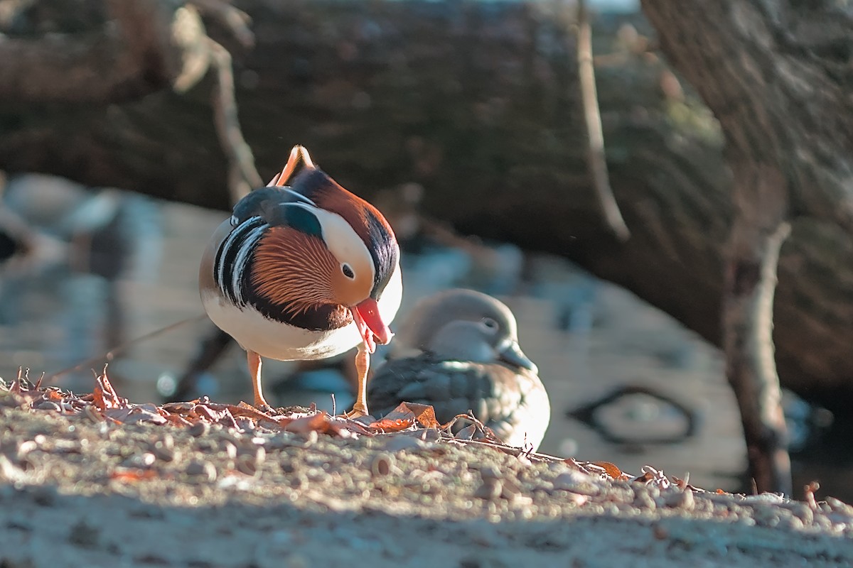 Mandarin Duck - ML647638118