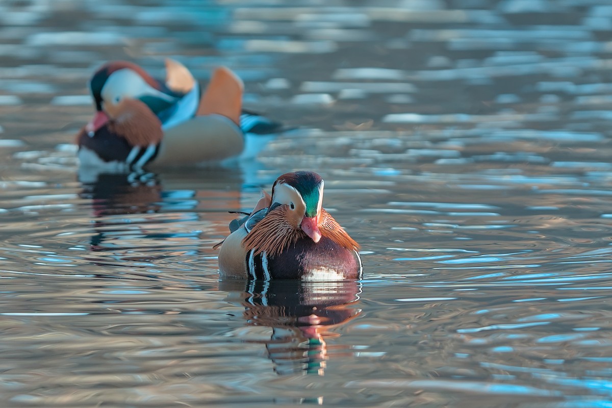 Mandarin Duck - ML647638119