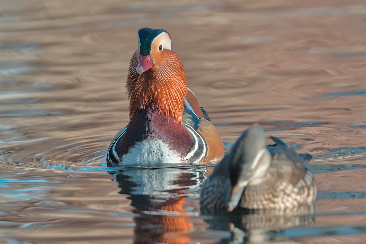 Mandarin Duck - ML647638120