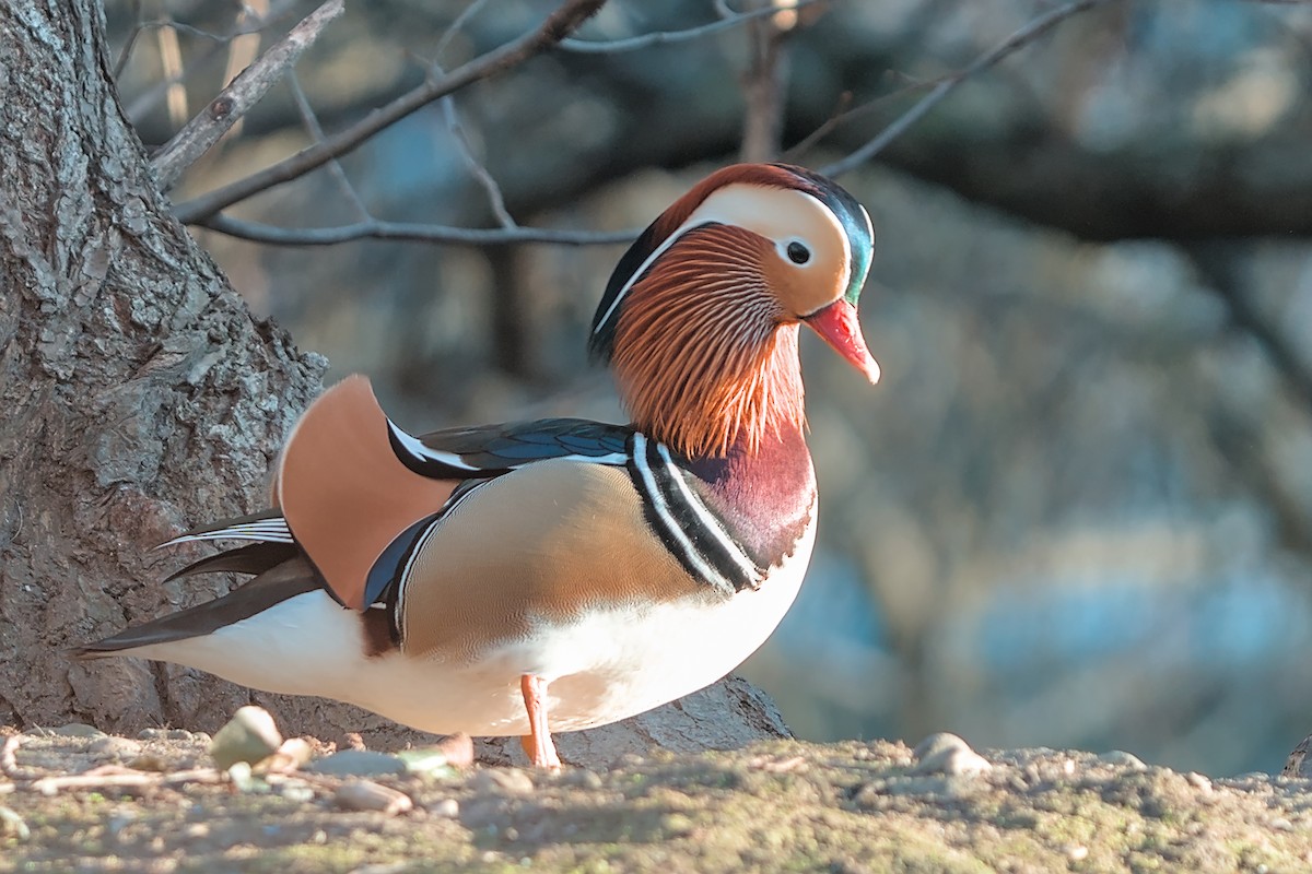 Mandarin Duck - ML647638121