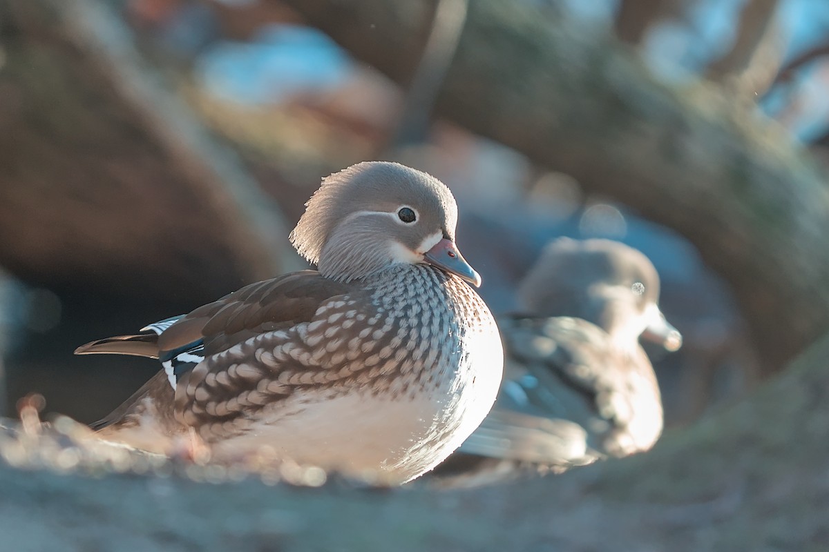 Mandarin Duck - ML647638122