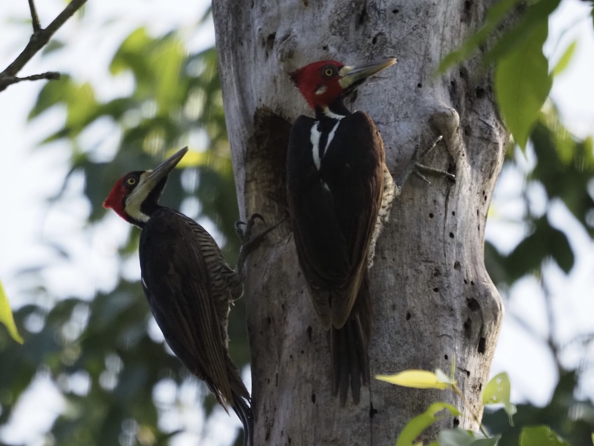 ハナジロエボシゲラ - ML647638125