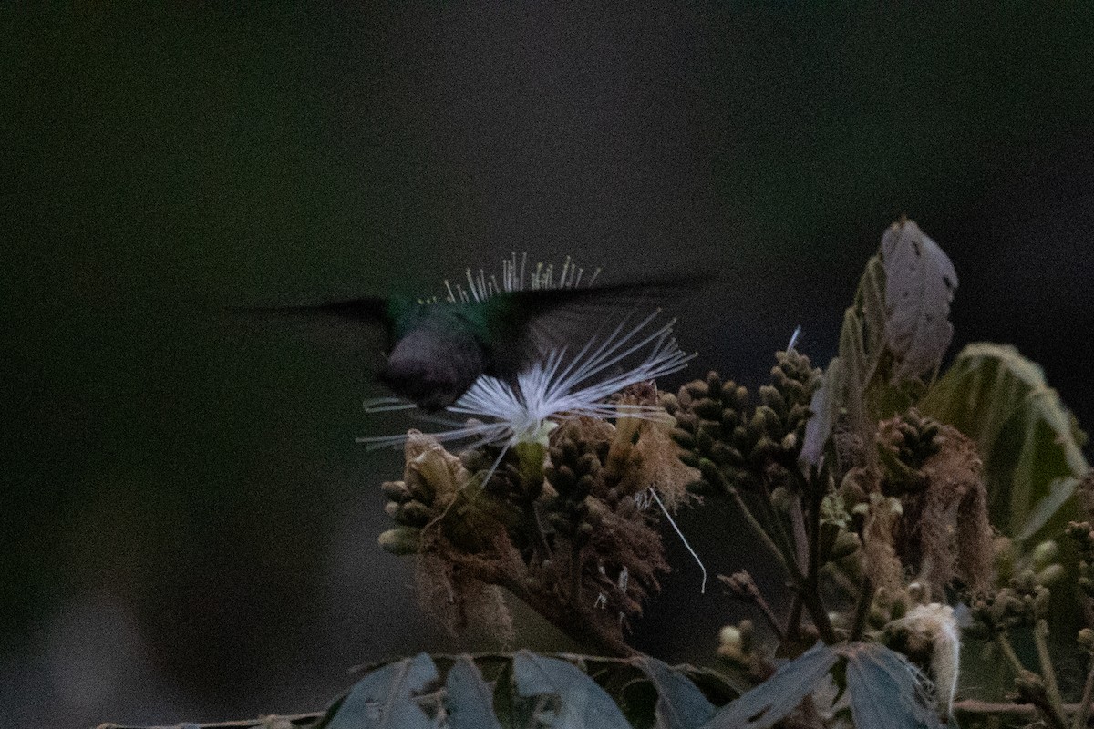 Green-bellied Hummingbird - ML647638149