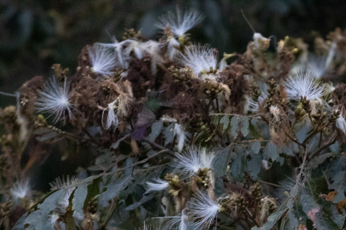 Green-bellied Hummingbird - ML647638150