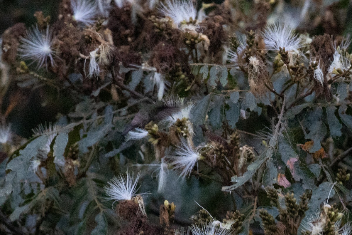Green-bellied Hummingbird - ML647638152