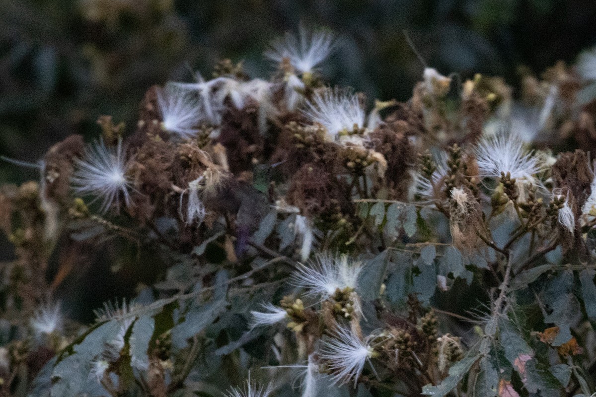 Green-bellied Hummingbird - ML647638153