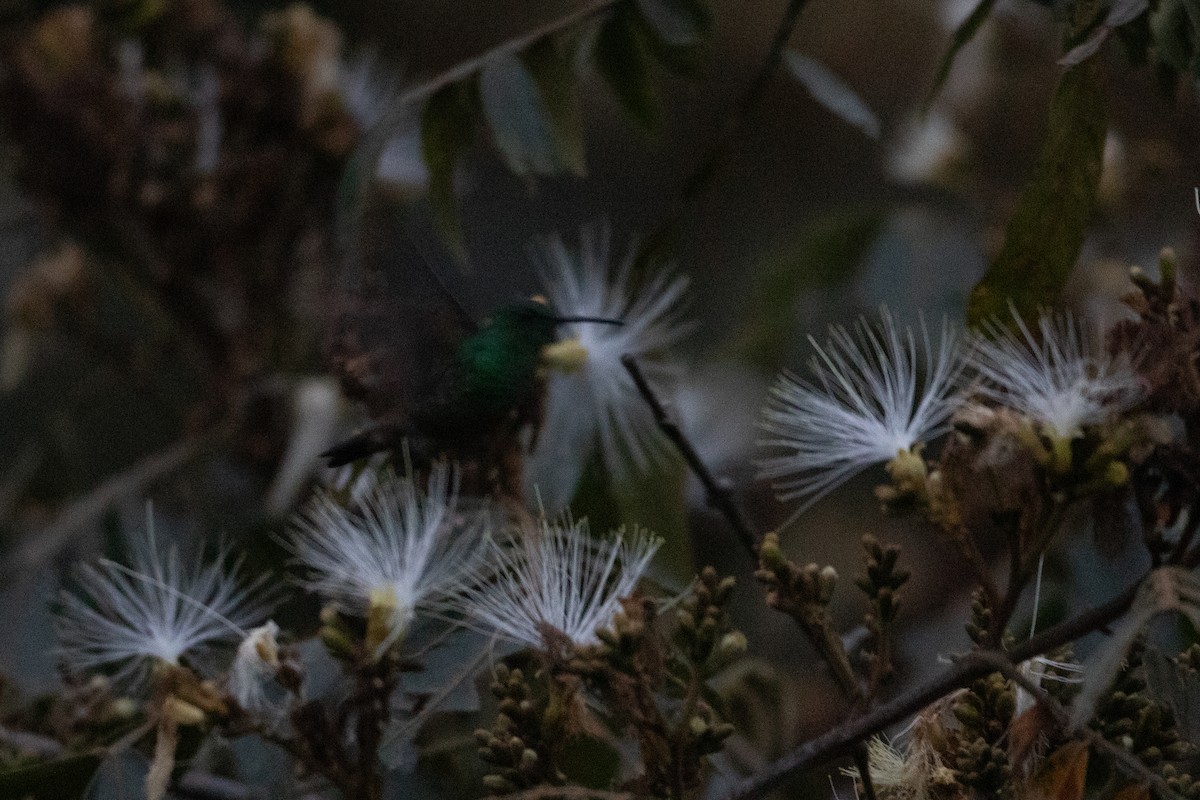 Green-bellied Hummingbird - ML647638154