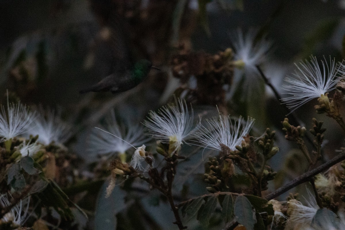 Green-bellied Hummingbird - ML647638155