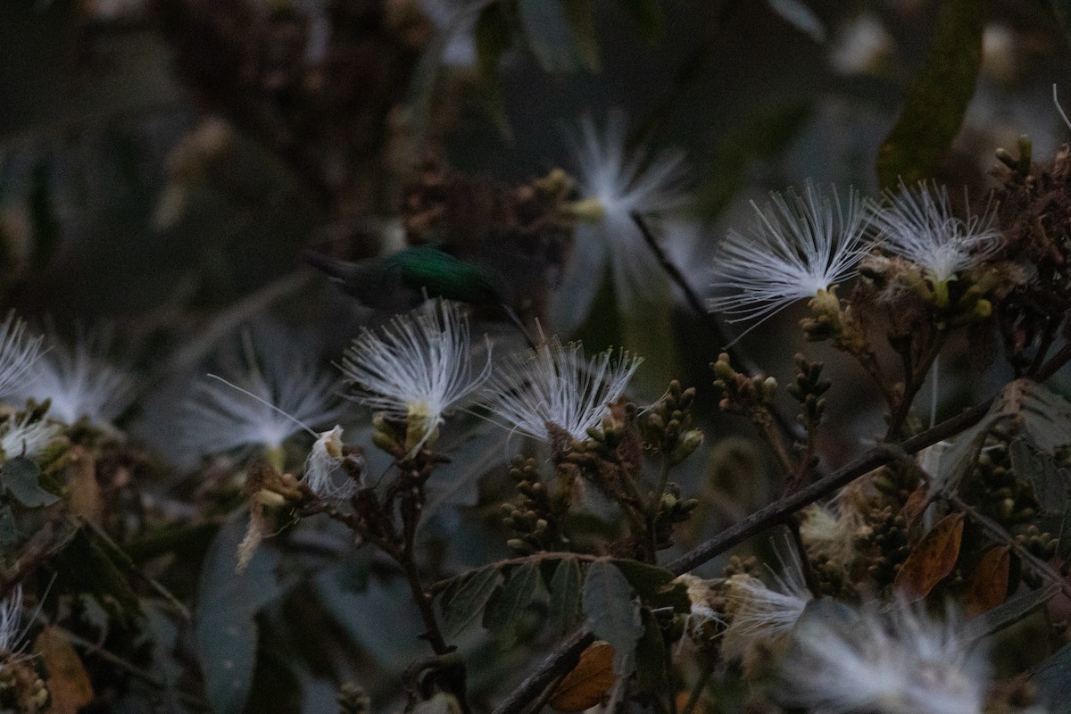 Green-bellied Hummingbird - ML647638156