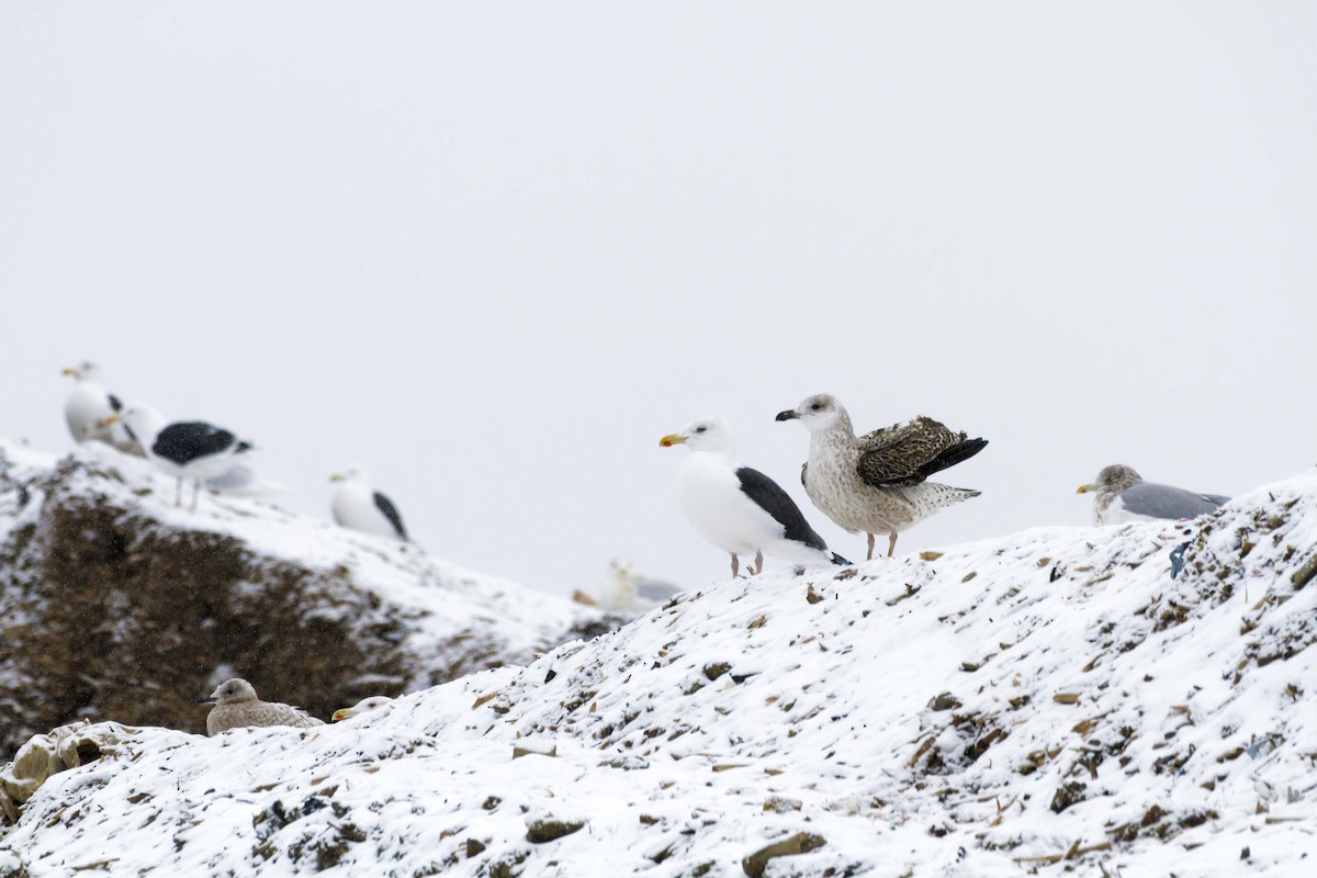 Great Black-backed Gull - ML647638231