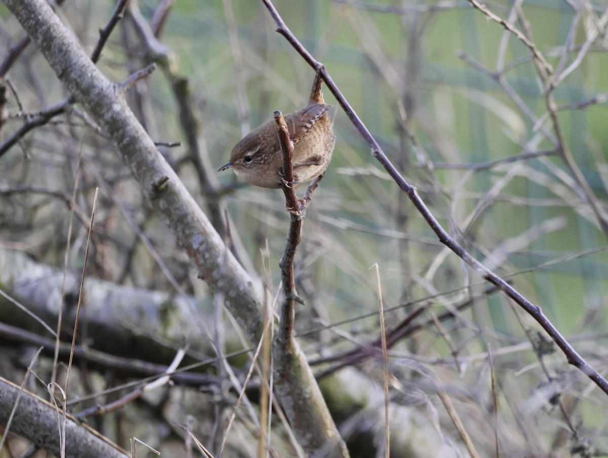 ミソサザイ - ML647638240