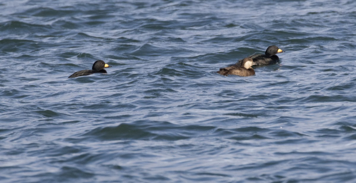 Black Scoter - ML647638285