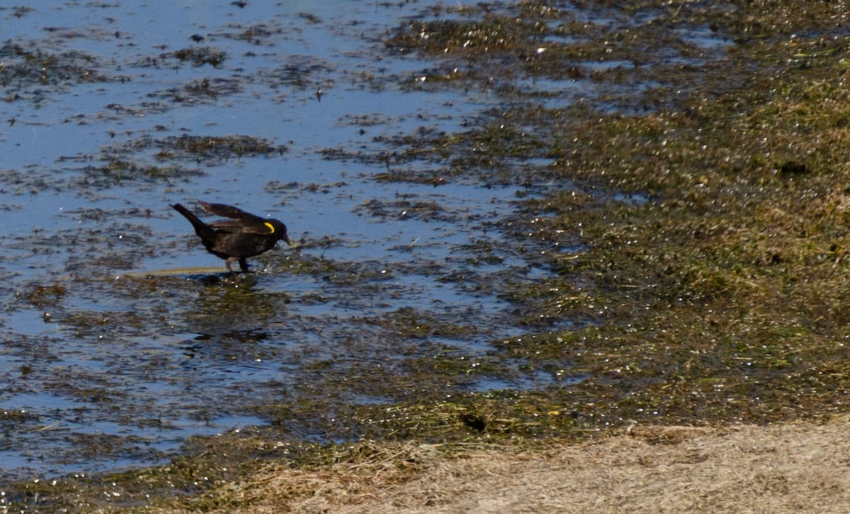 Yellow-winged Blackbird - ML647638295