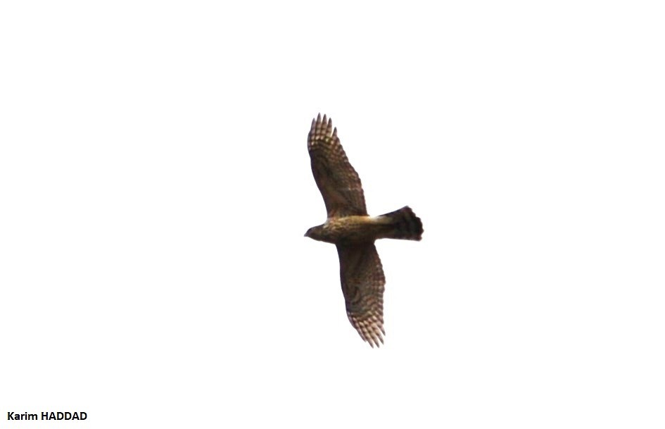 Eurasian Goshawk - ML647638314