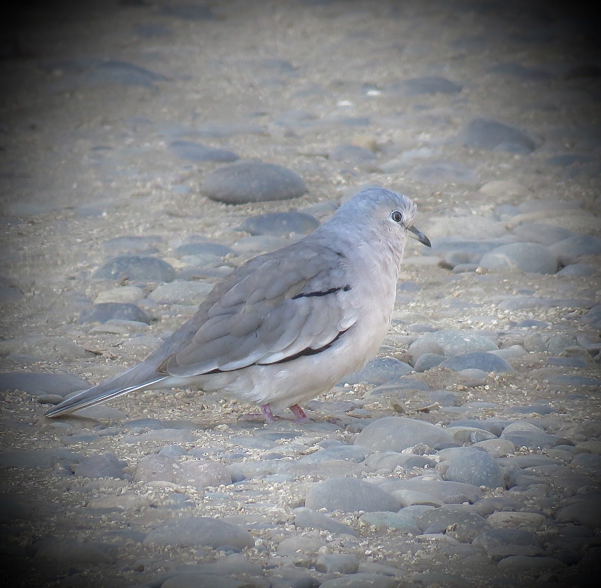 Picui Ground Dove - ML647638318