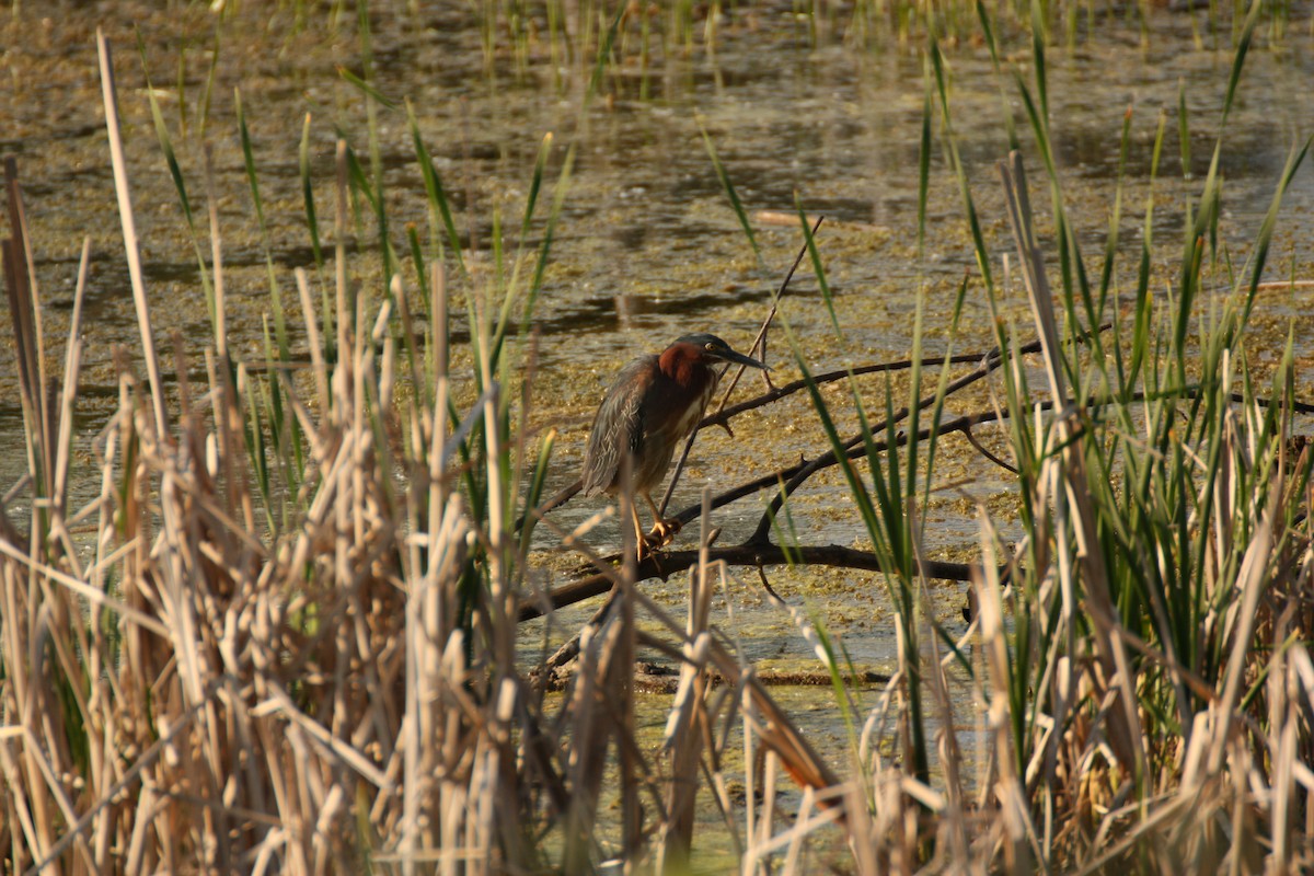 Green Heron - ML647638323