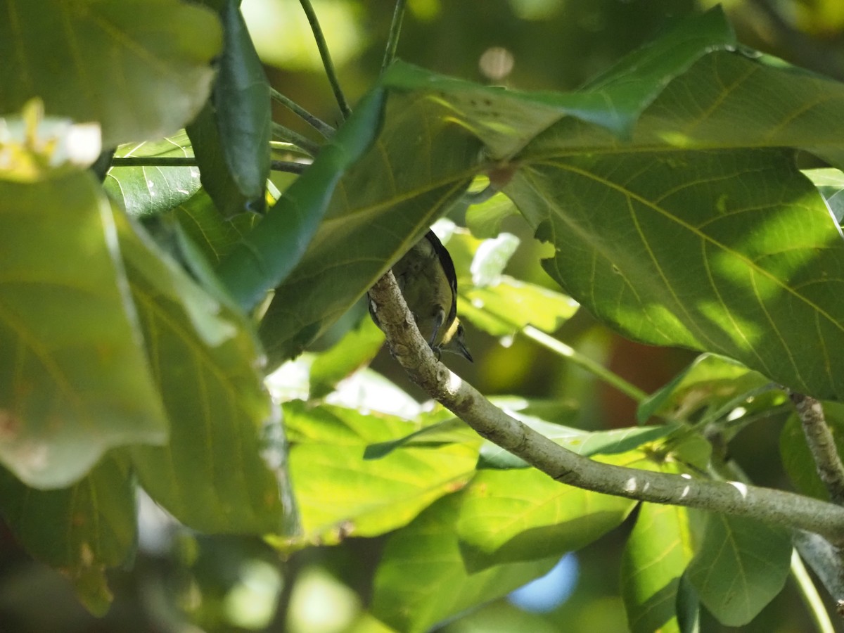 Tangara Palmera - ML647638347