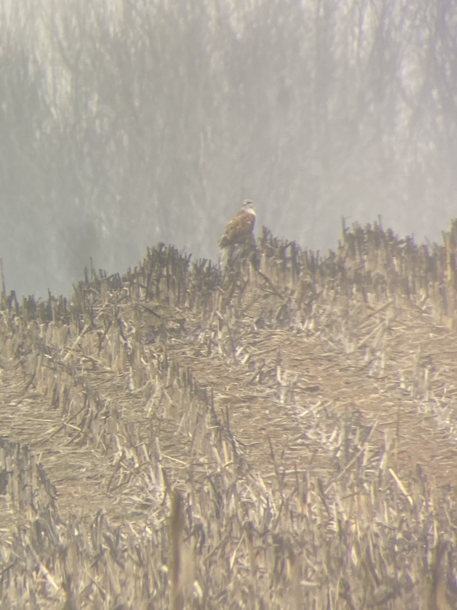 kongevåk - ML647638388