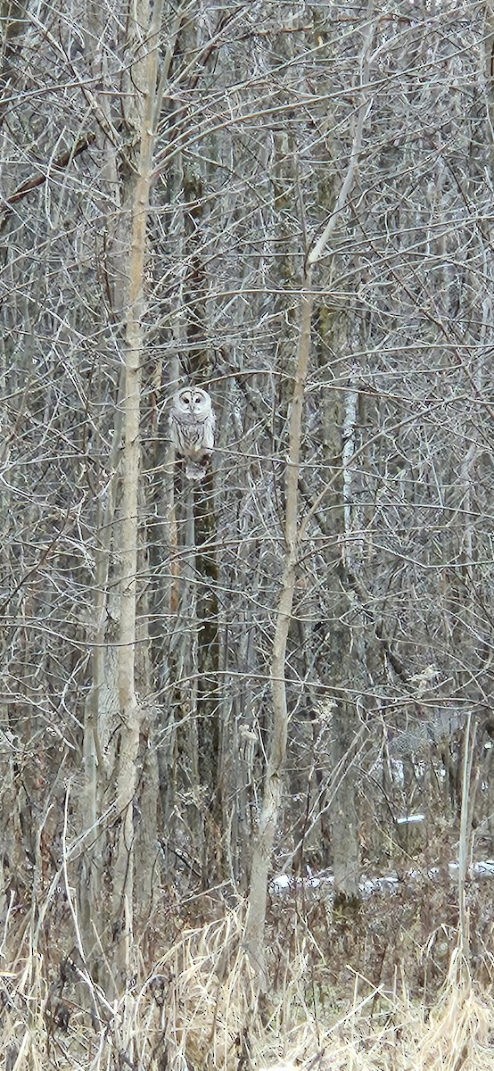 Streifenkauz - ML647638394