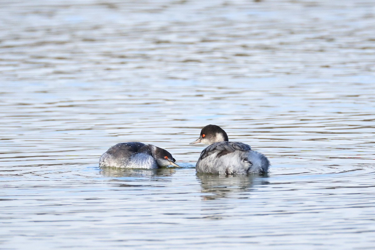 Grèbe à cou noir - ML647638411