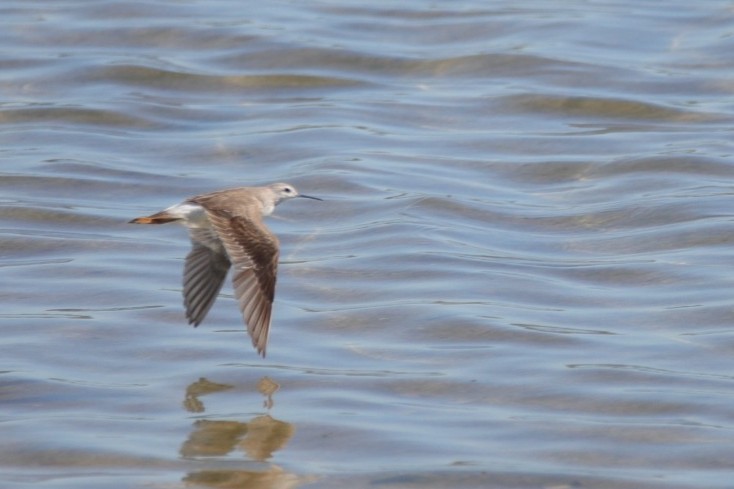 lyskonoh dlouhozobý - ML647638412