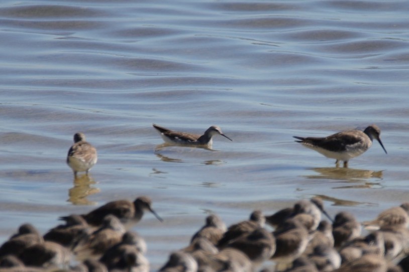 lyskonoh dlouhozobý - ML647638413