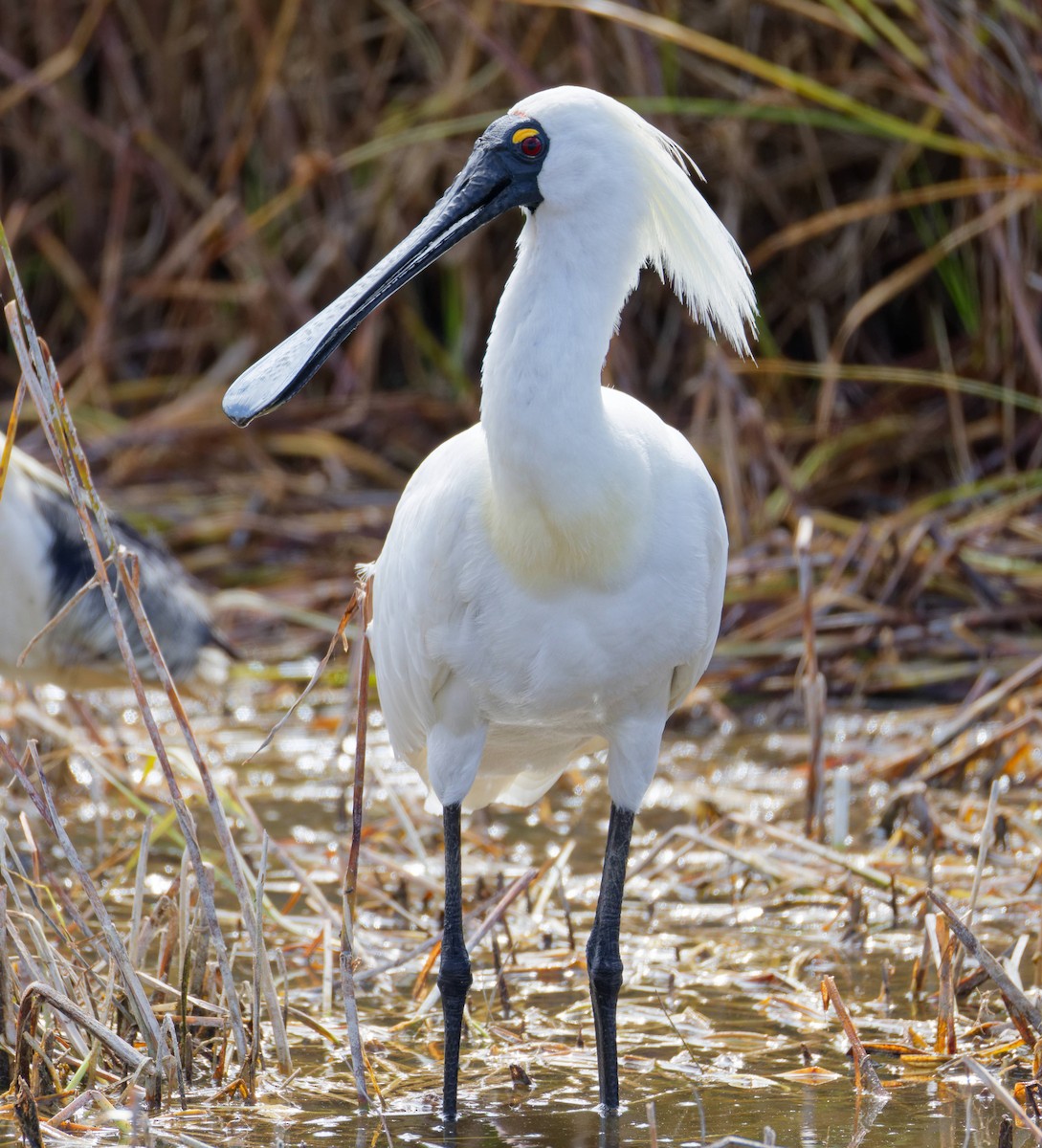 Косар королівський - ML647638420
