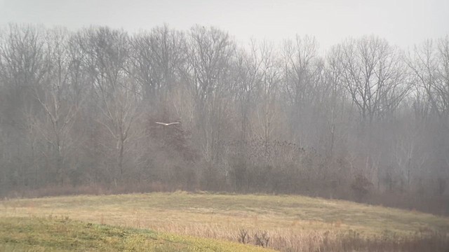 Ferruginous Hawk - ML647638431