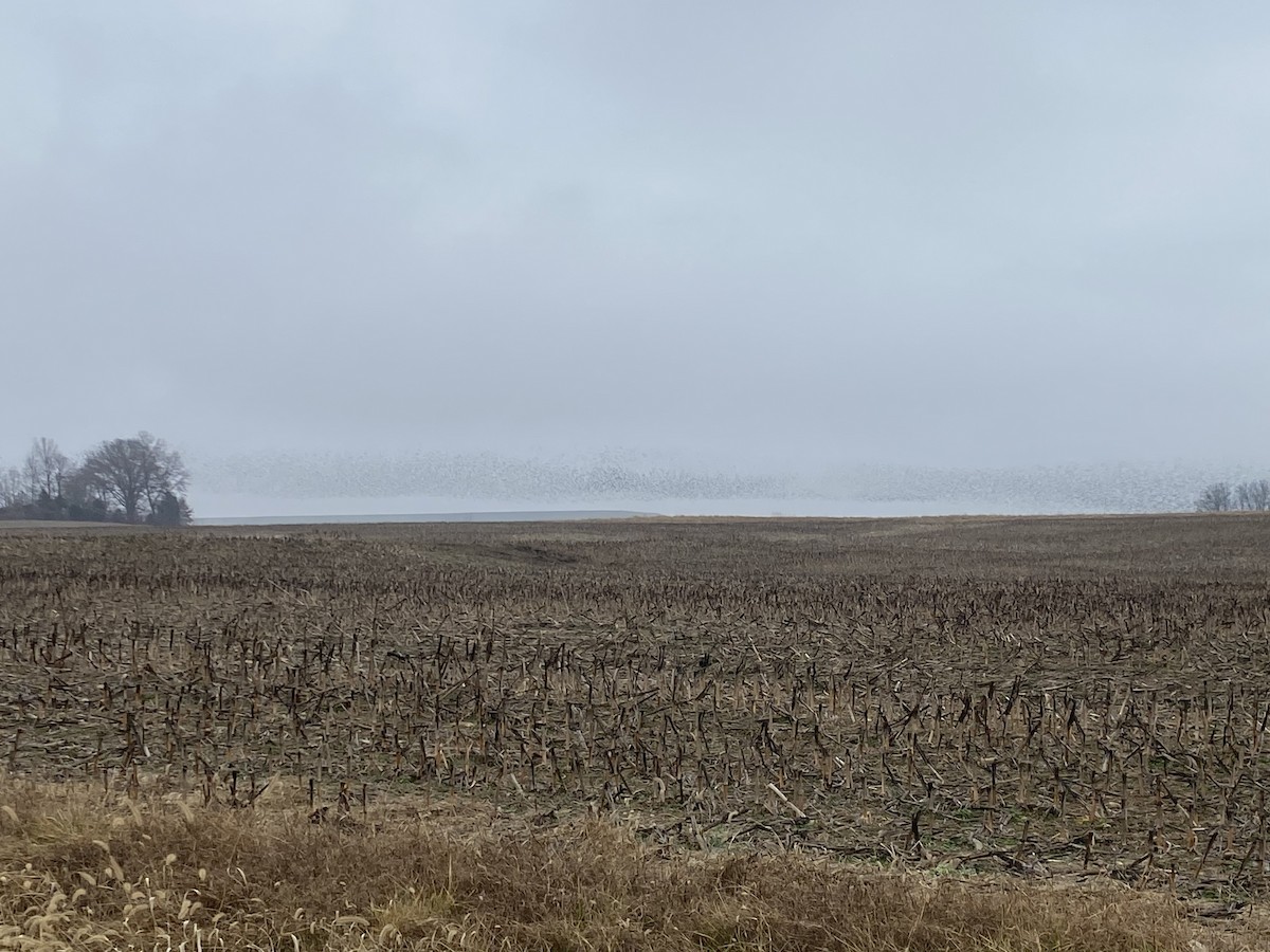 Purpurgrackel - ML647638438