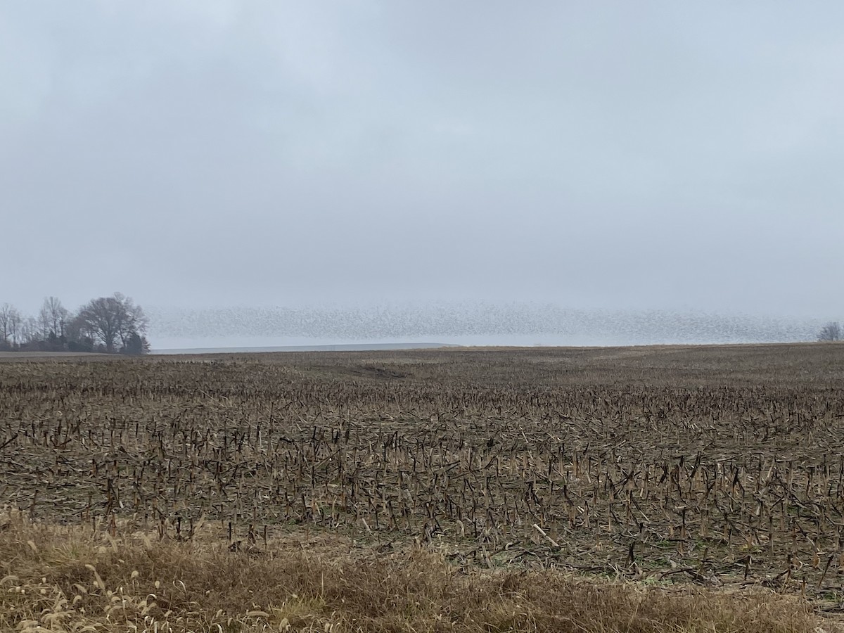 Purpurgrackel - ML647638439