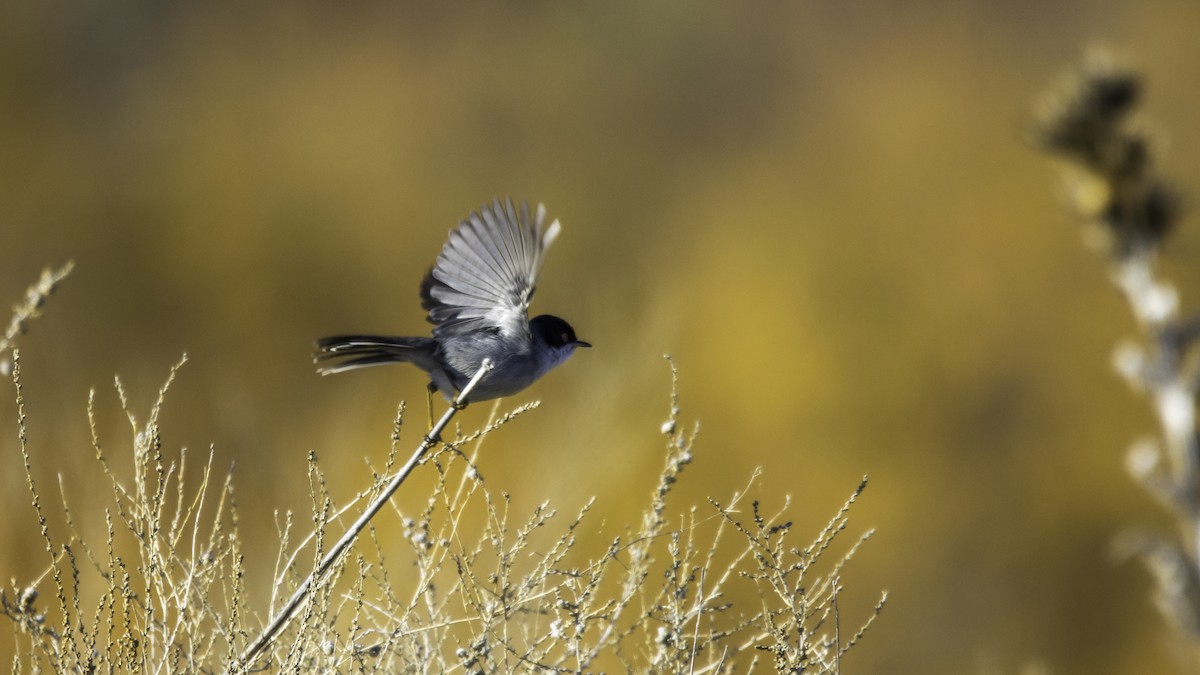Sardinian Warbler - ML647638446