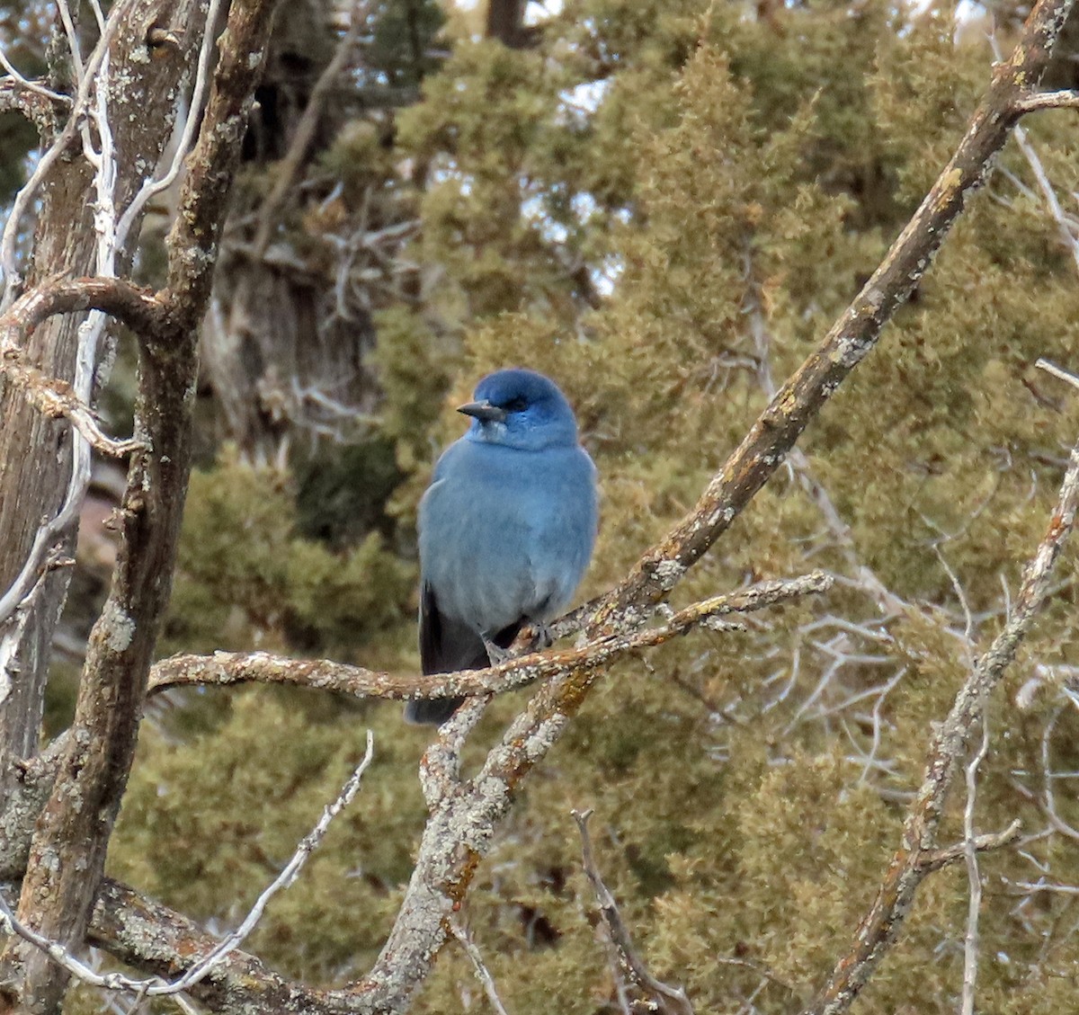 Pinyon Jay - ML647638470
