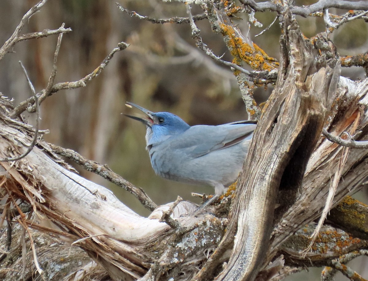 Pinyon Jay - ML647638472