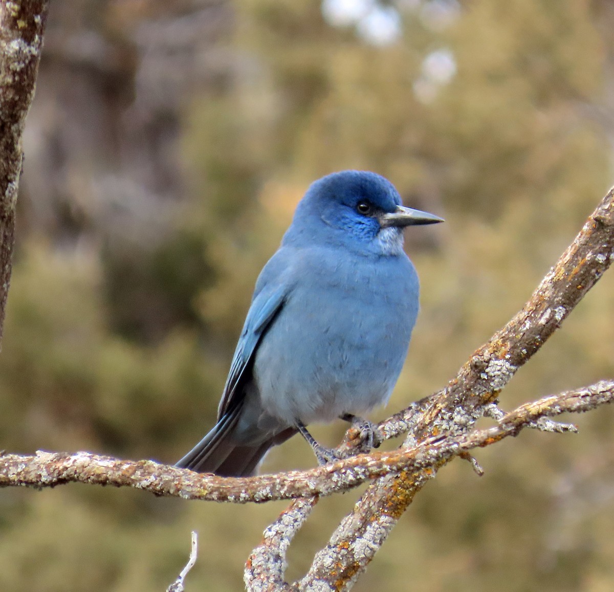 Pinyon Jay - ML647638474