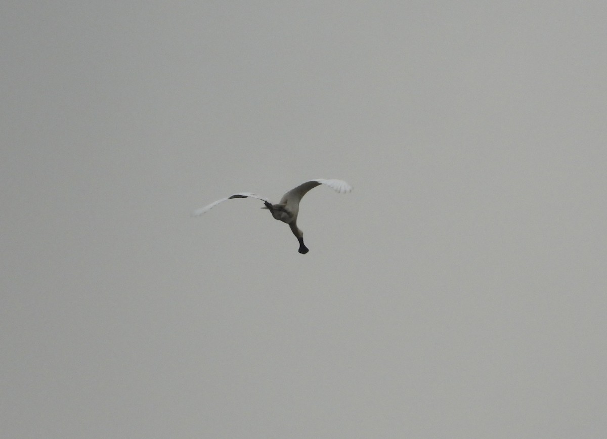 Косар королівський - ML647638477