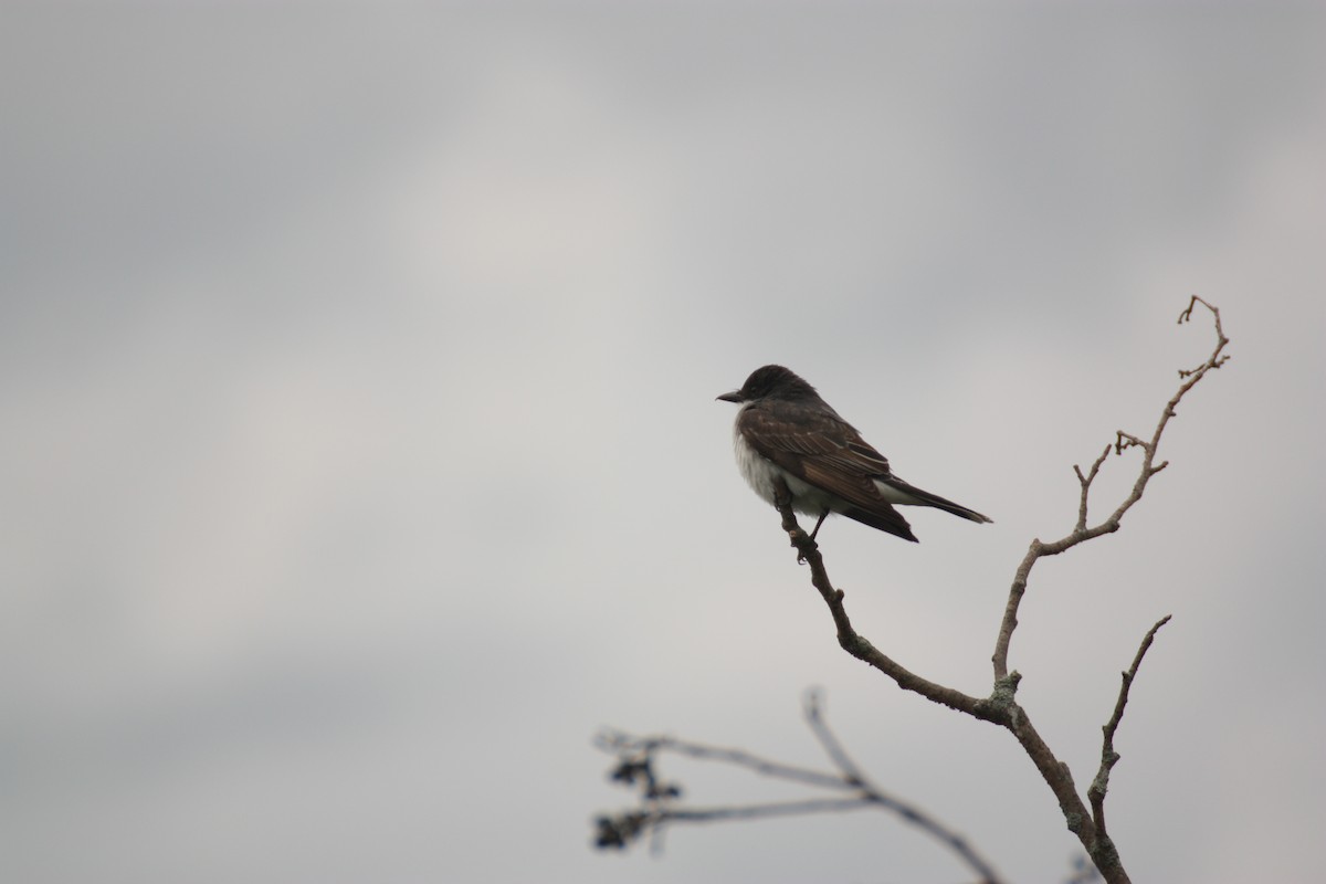 Tirano Oriental - ML647638501