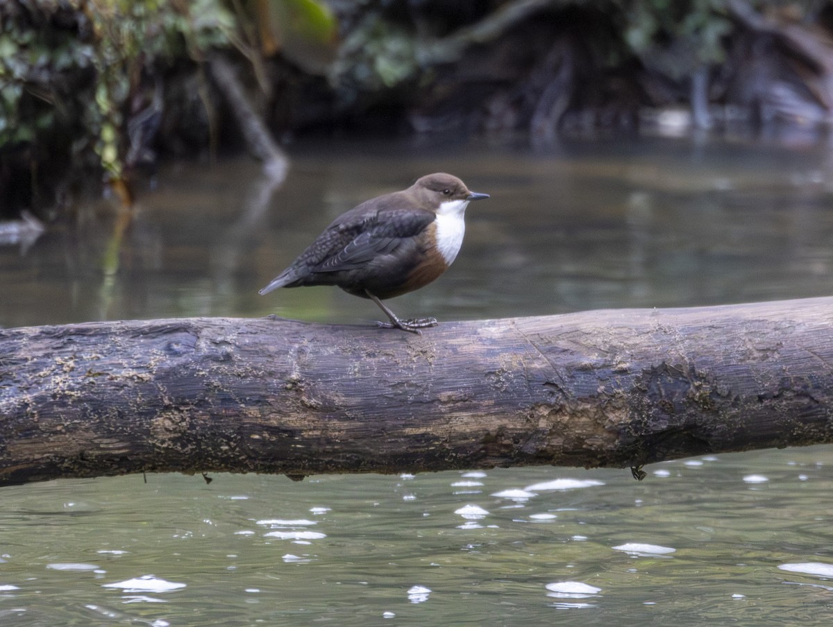 Пронурок біловолий - ML647638506