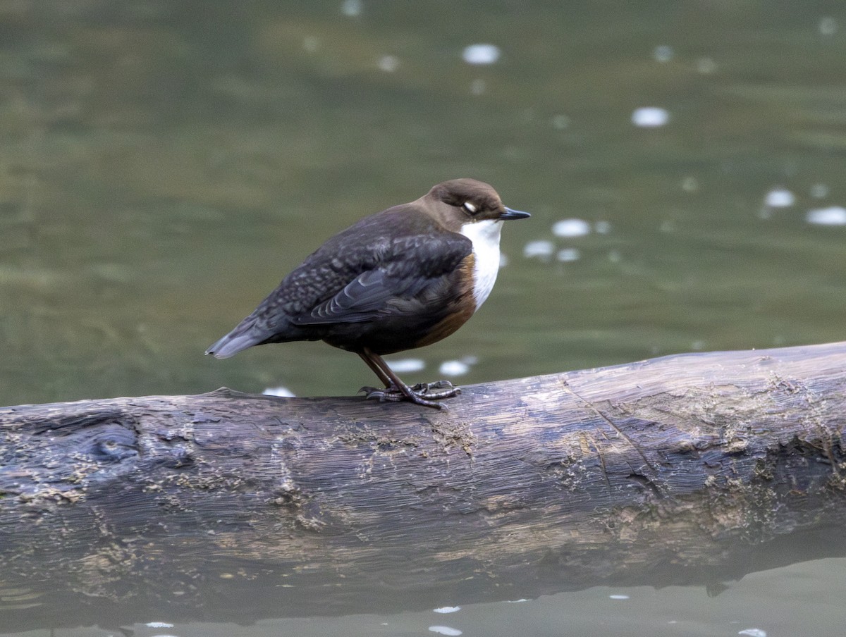 Пронурок біловолий - ML647638507
